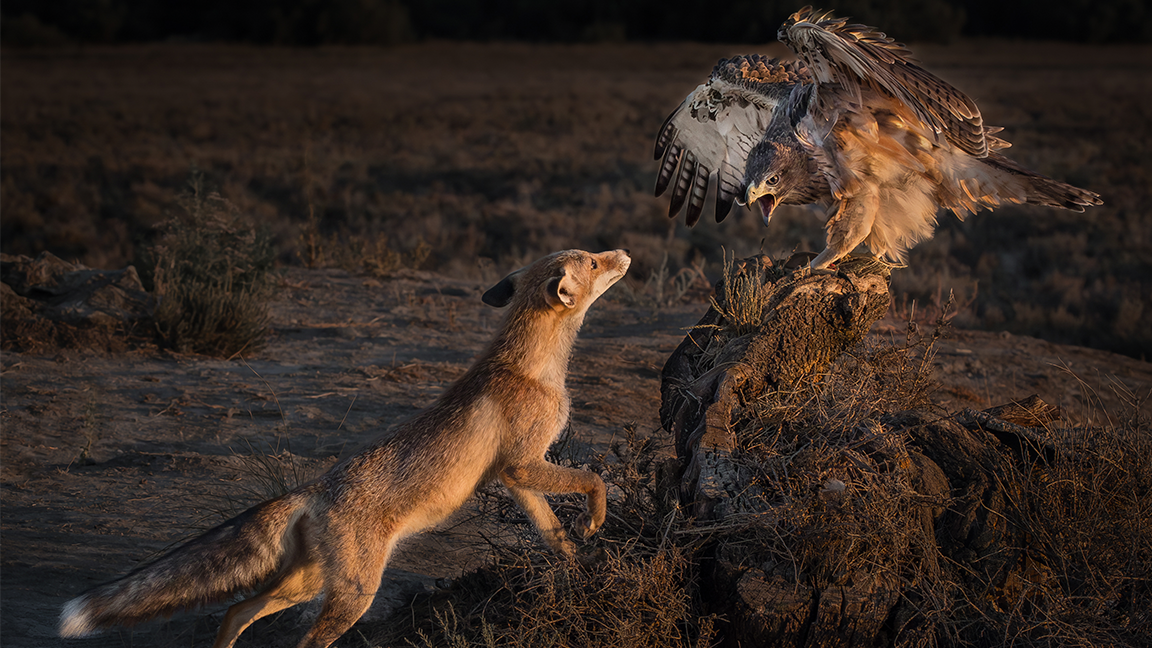 A fox comes nose to beak with an eagle