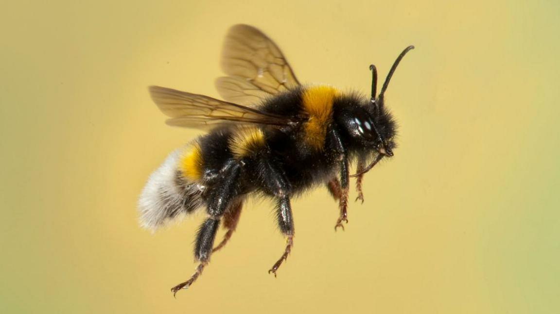 A bumblebee in flight against a yellow background. 