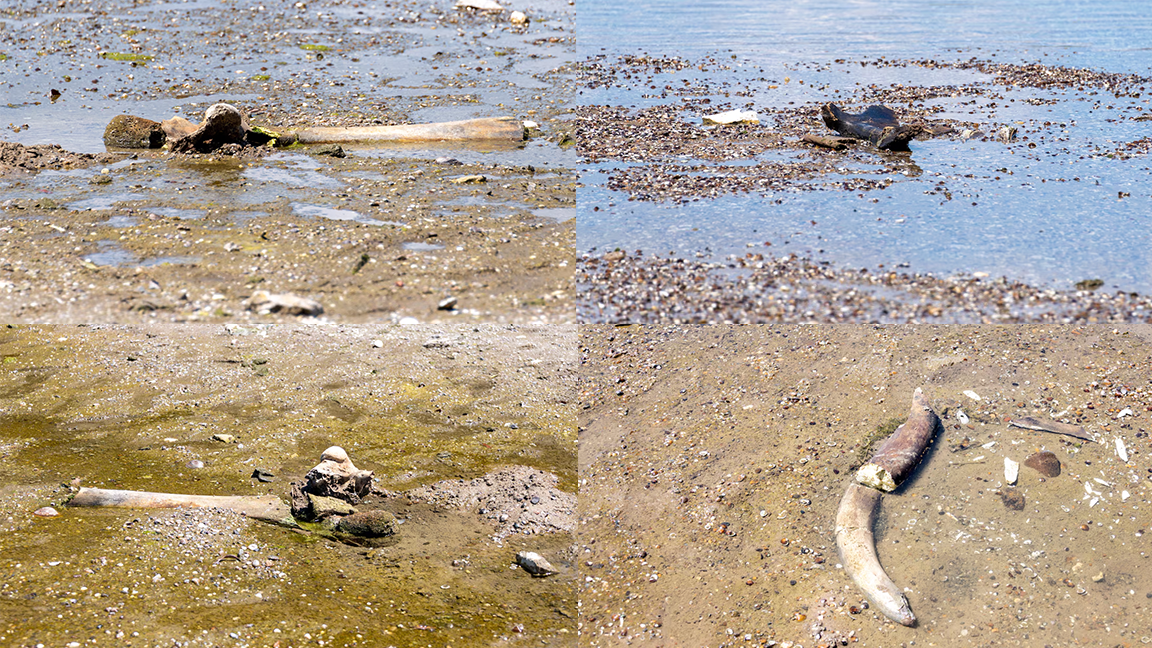The remains of what historians believe is an ancient mammoth, which emerged after the Danube River's water levels hit record lows