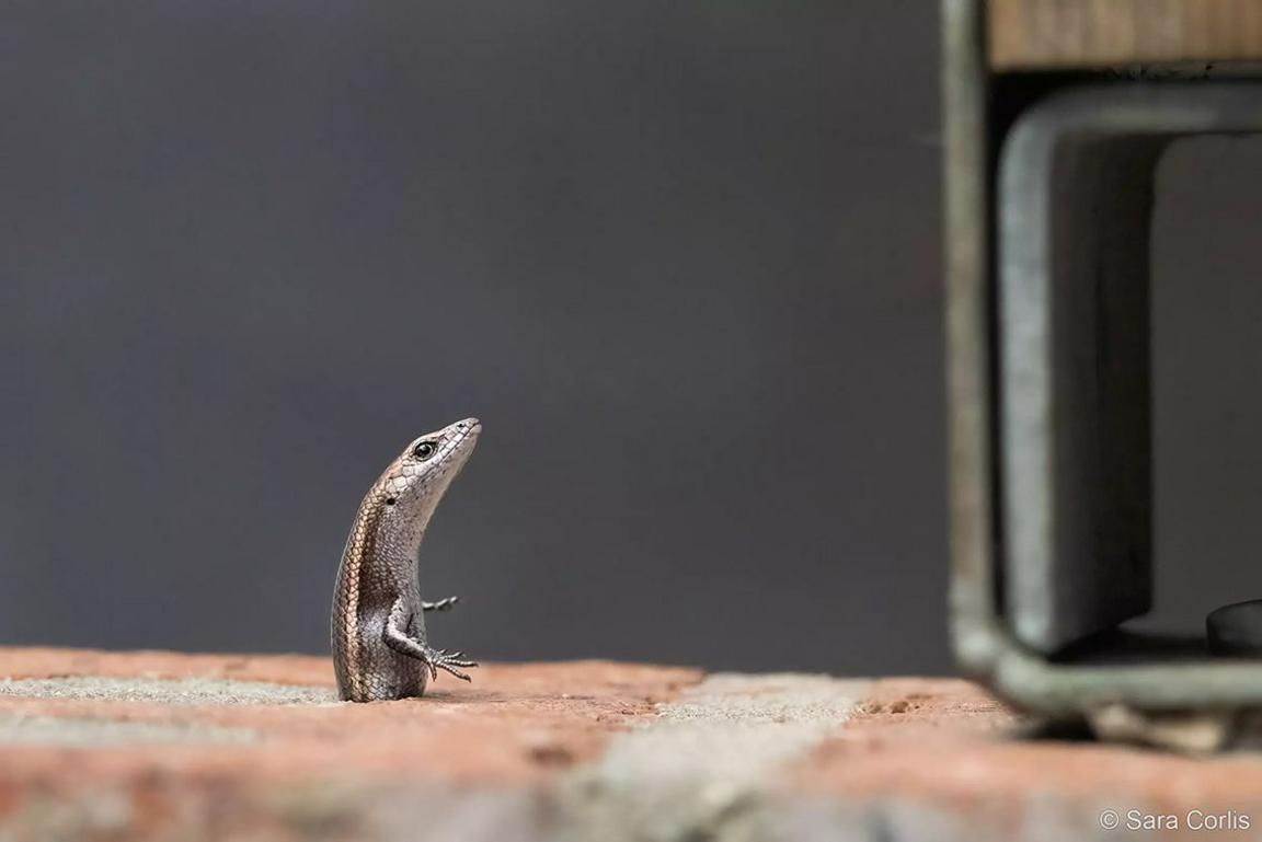 A lizard pokes out of a hole in a brick wall. the photo is on its side so the lizard looks like it is standing upright, its body stuck.