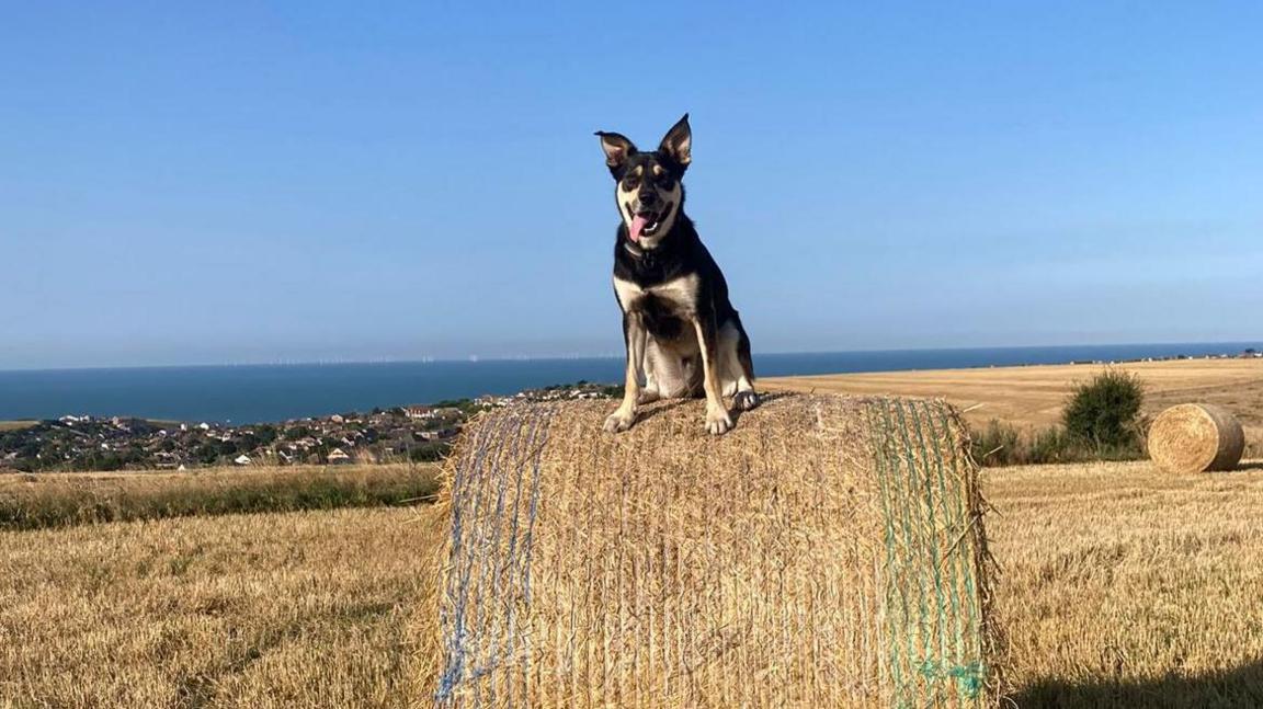 A Welsh Border Collie Labrador cross, with black, white and brown markings, sitting on a hay bale in a field.