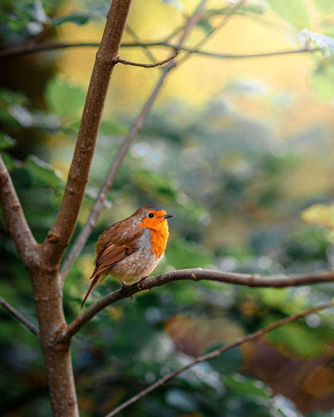 A robin sits on the branch of a tree with a forest in the background