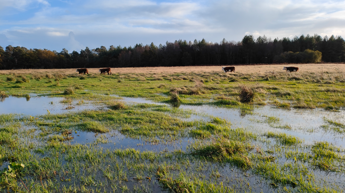 Flooded meadows in the foreground with trees and cows in the distance.
