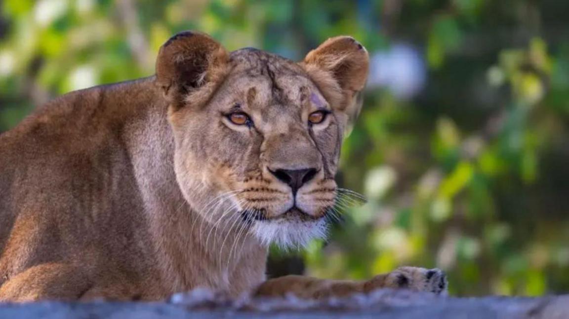 A lioness with its ears pricked up is lying on the ground with a green mottled background