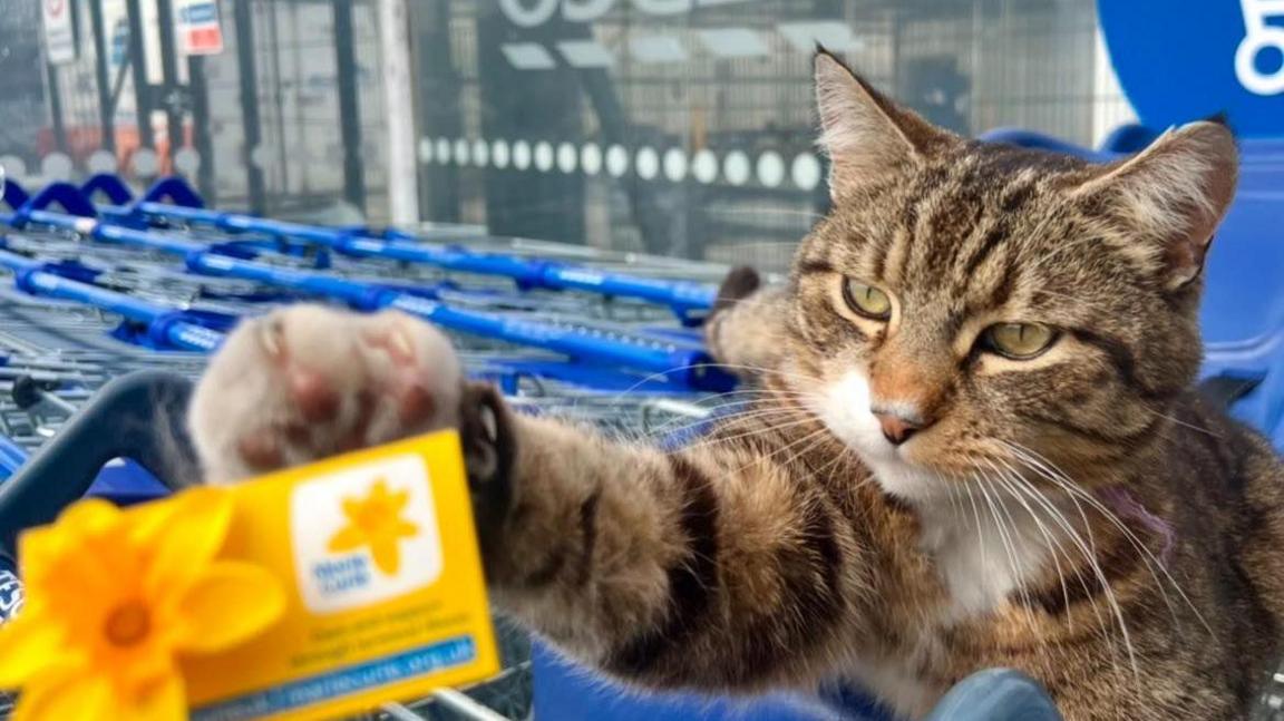 A close-up image of Oscar the cat sitting in some Tesco trolleys while reaching for a yellow Marie Curie card