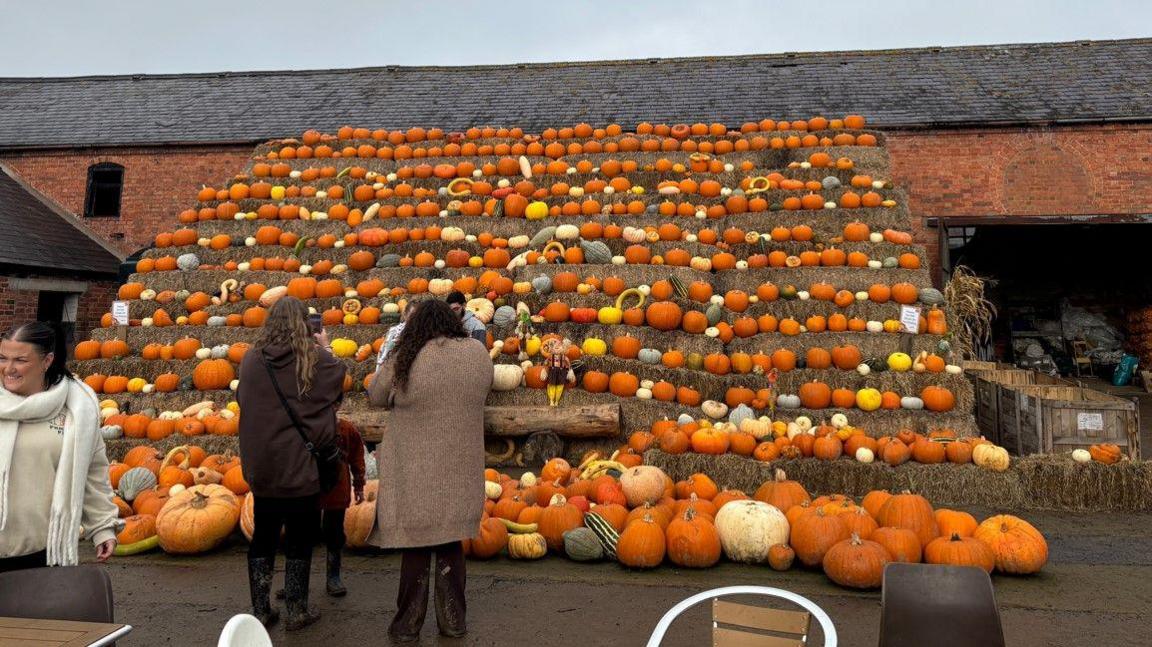 Rows of pumpkins displayed in a farmyard. They are laid out on tiered bales of straw like seats in a stadium up to roof height. In the foreground, two women take photos of the display.