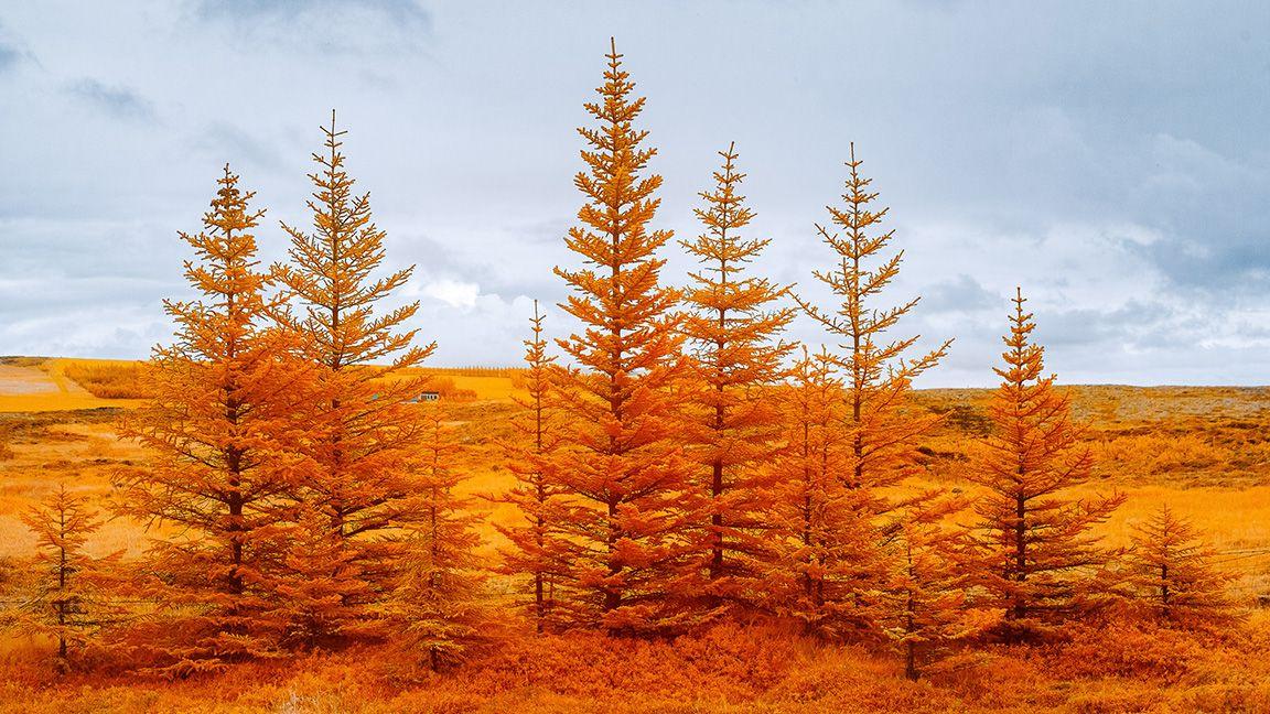 Trees in Iceland 