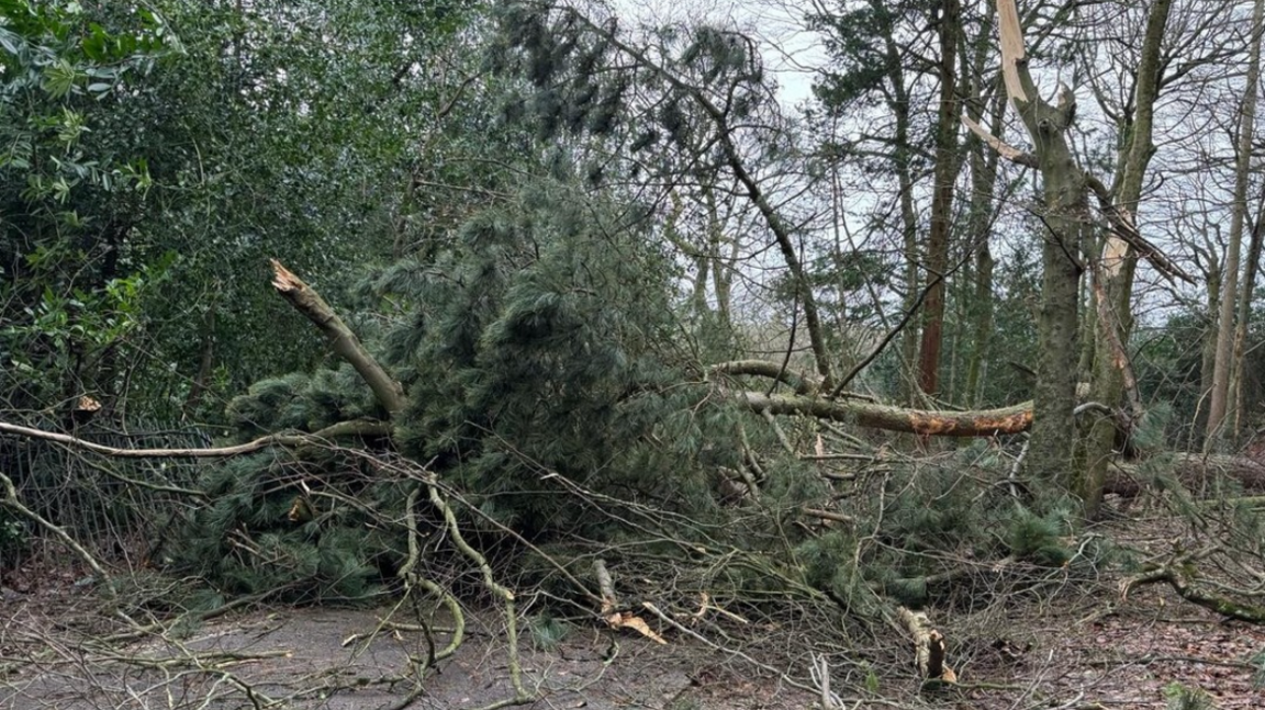 A tree and a number of branches scattered across the ground in a small wood