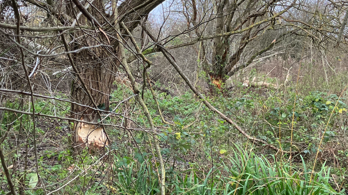 Trees in the woodland with clear teeth knawing marks on the trucks