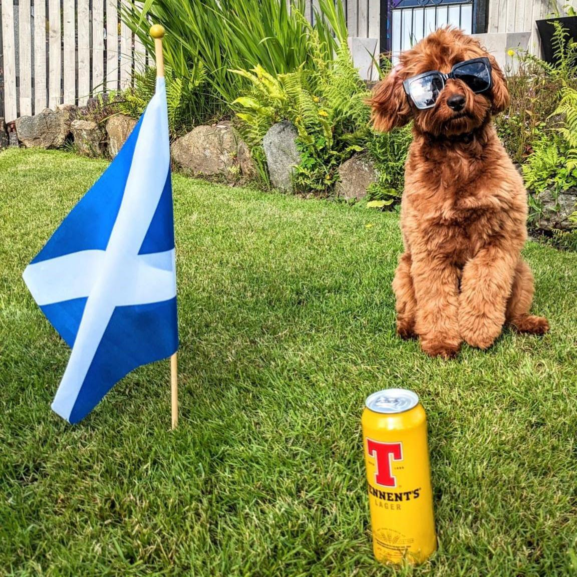 A puppy sitting in a garden with a can of Tennent's and a Scottish flag