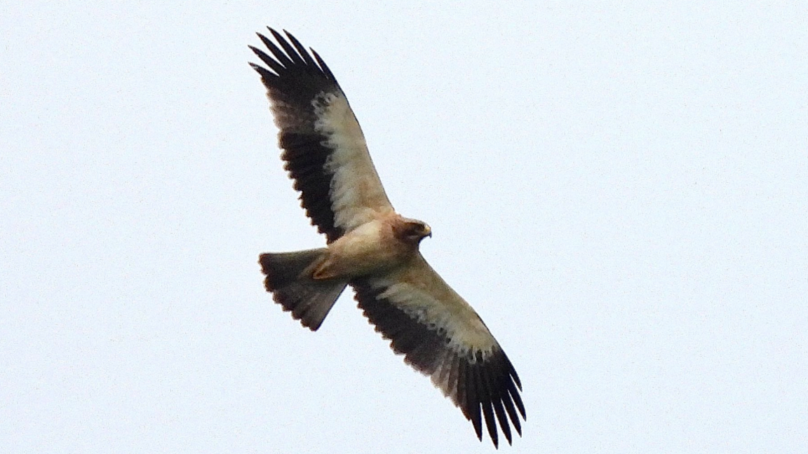 The brown and black booted eagle in flight.