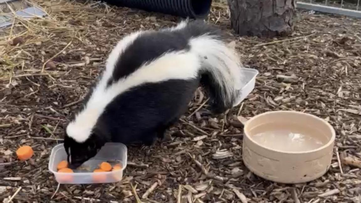 Barney eating in his enclosure