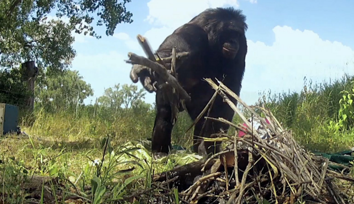 Kanzi throwing wood on fire