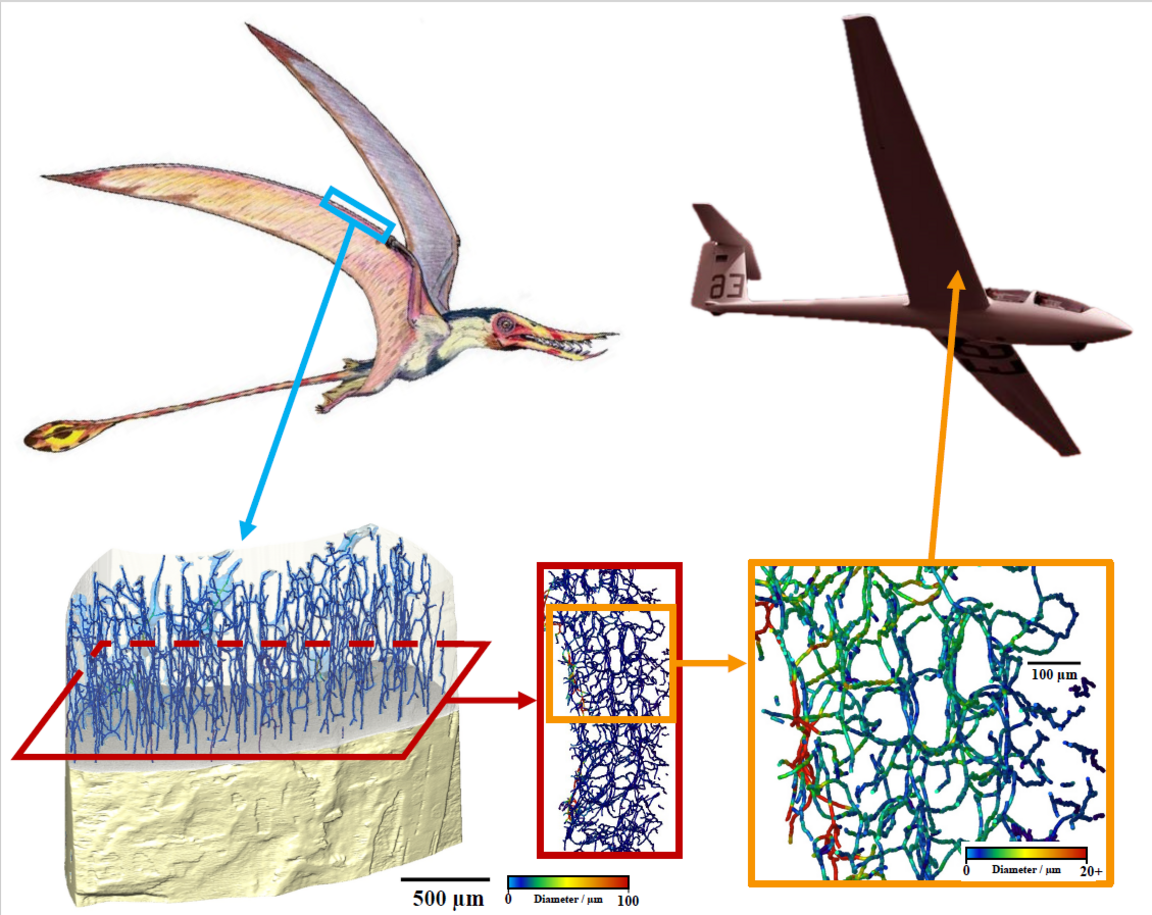 computer generated image of the inside of pterosaur bones and an aeroplane wing.