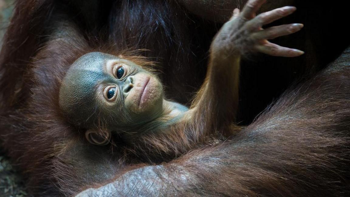 A baby Bornean orangutan being cradled by its mother.