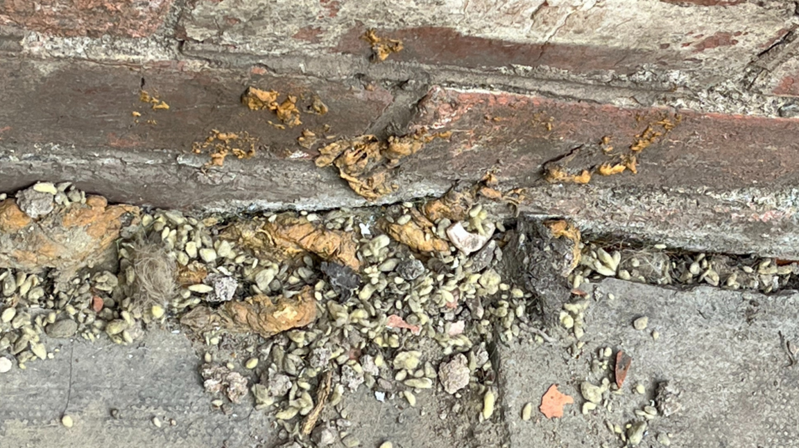 Part of a brick wall shows gaps with stones, food, and vermin droppings.