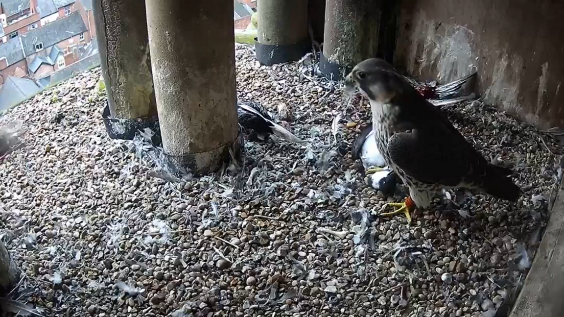 A peregrine falcon in a nest with a black and white seabird in its right talon