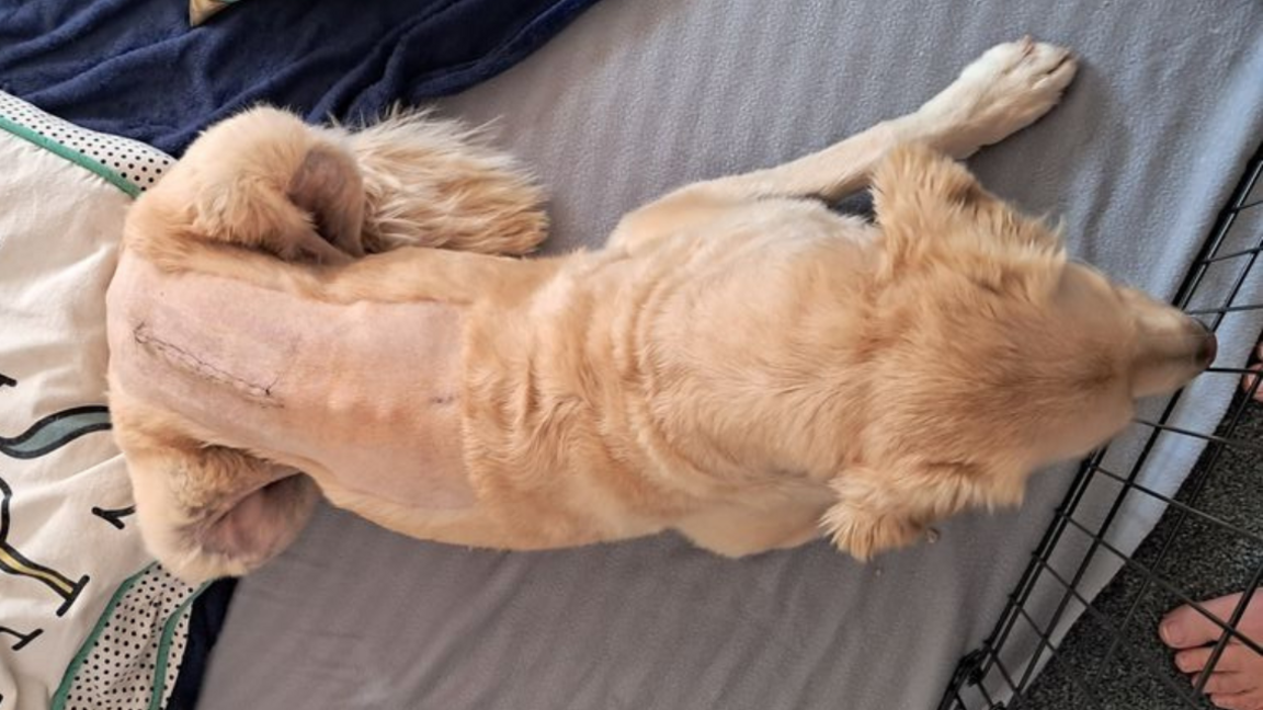 An overhead shot of a labradoodle, lying on a grey blanket. His back half is shaved, and a wound with stitches can be seen along his spine.