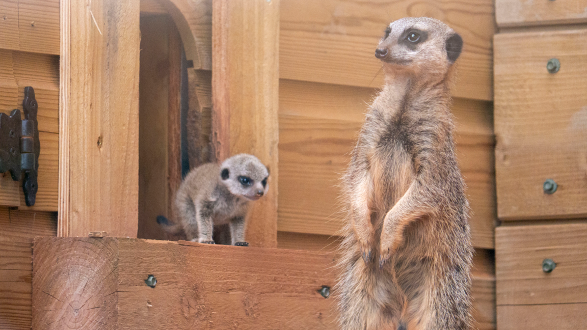 A baby meerkat on a wooden block looking towards its parent meerkat which is double its size. The meerkat on the right is light brown with black strands. The meerkat pup on the left is light grey and light brown.