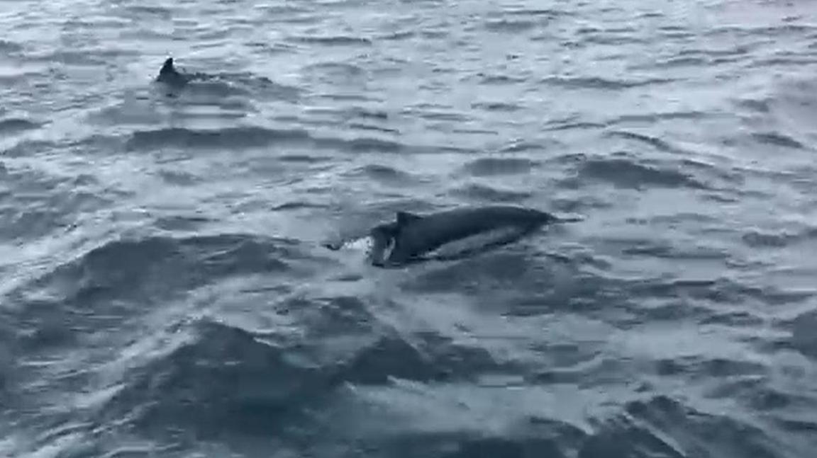 Two dolphins are swimming in the sea. One has a shortened dorsal fin and the other's dorsal fin is mostly missing, with just a jagged part left. There is rainwater on the lens and the water is grey.