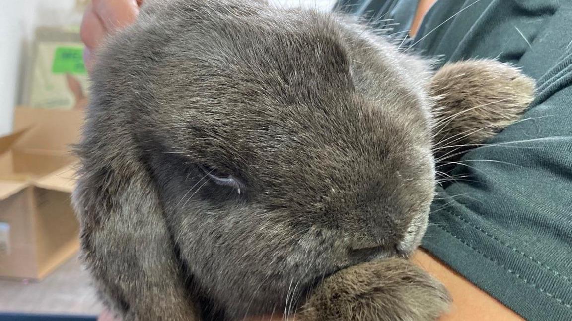 Rabbit looking at the camera. It is being held by a worker at the animal shelter.