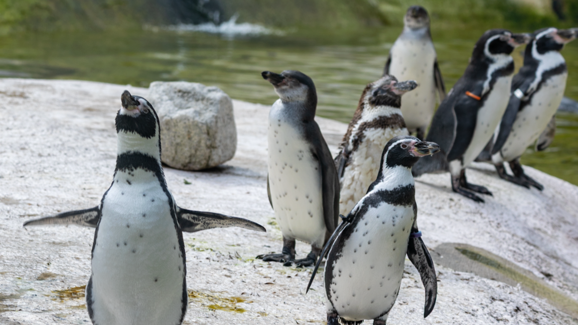 The picture shows a group of seven penguins standing on a rocky surface near a body of water. Their black and white plumage features distinctive marking.