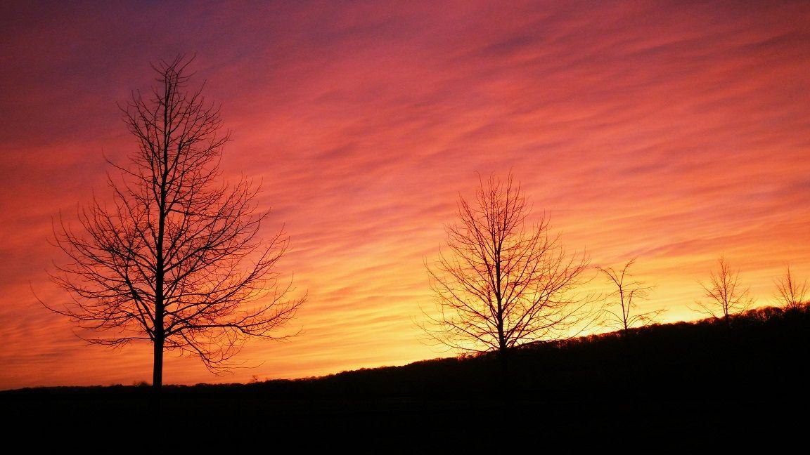 Several bare trees are silhouetted against the skyline which is illustrated with patches of yellow, red and dark blue.