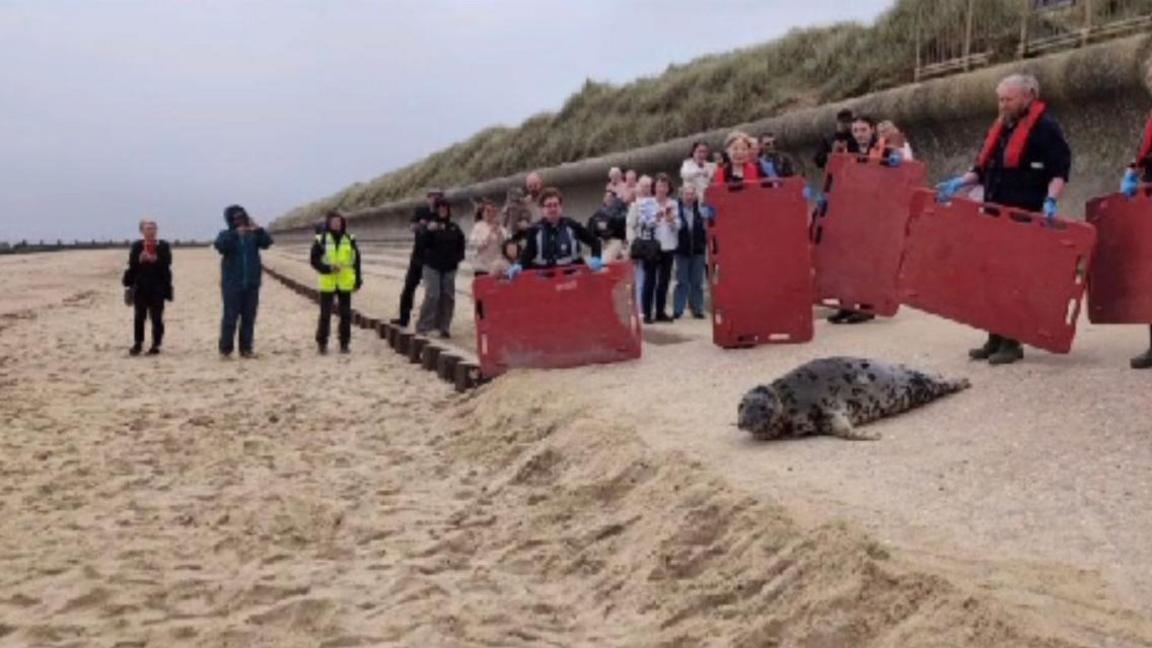 Seal being released into the sea at Horsey Beach