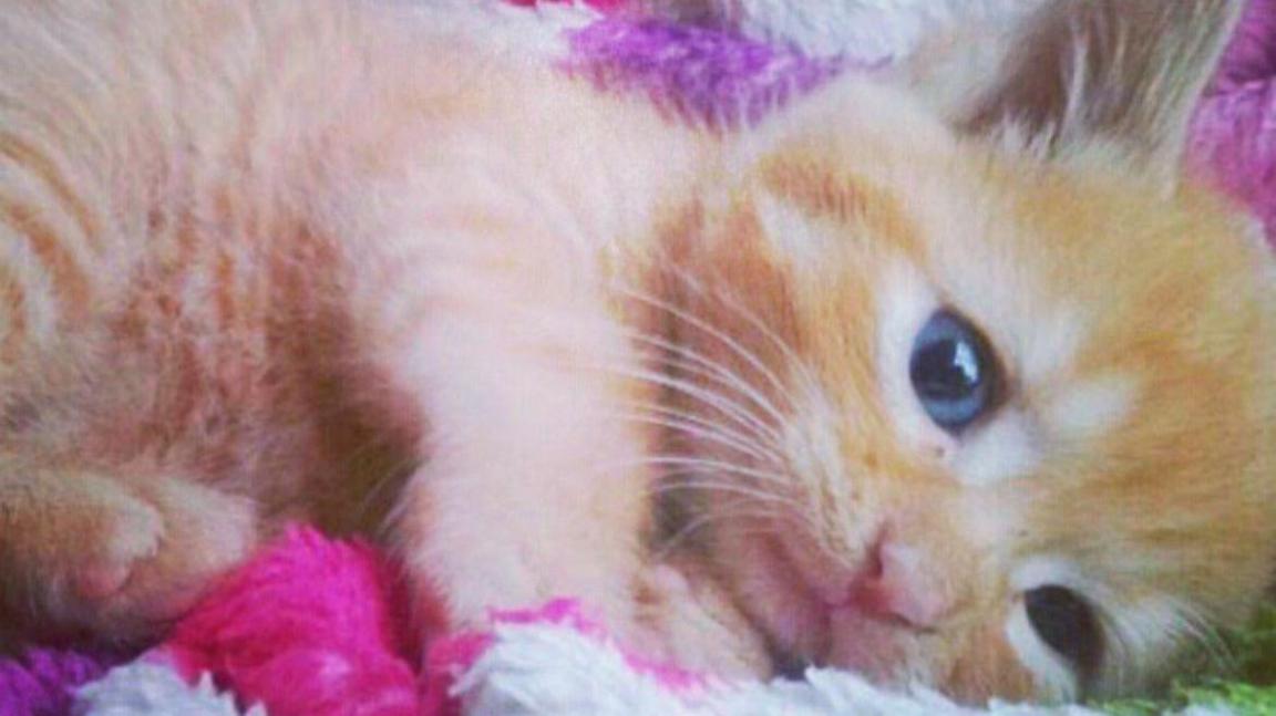 A small ginger kitten with blue eyes lying on a fluffy blanket