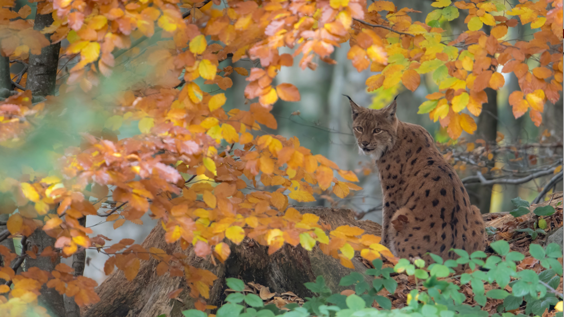 A lynx sitting among trees