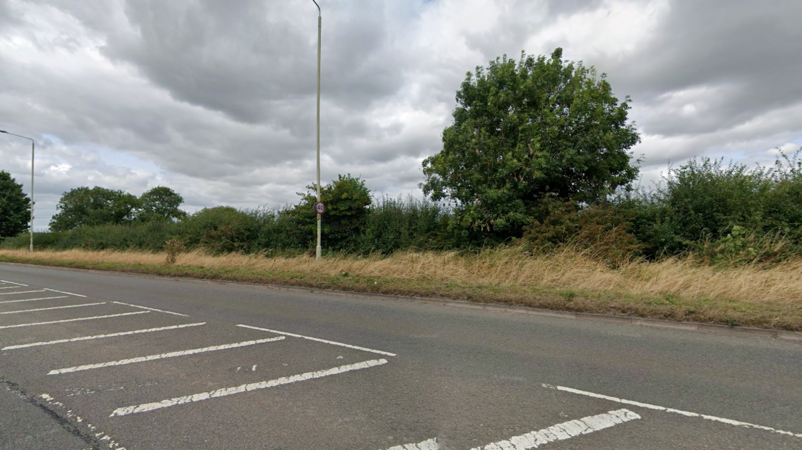 A hedge and tree next to a roadside with white road markings