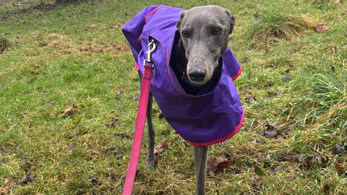 Gilly standing in a field with a purple harness on. You can see her front leg stands alone as she has got used to walking with three legs.