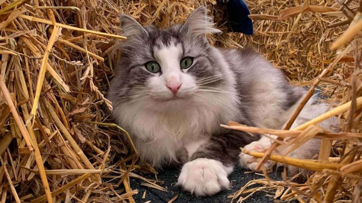 A long-haired, fluffy grey and white cat with green eyes is surrounded by hay