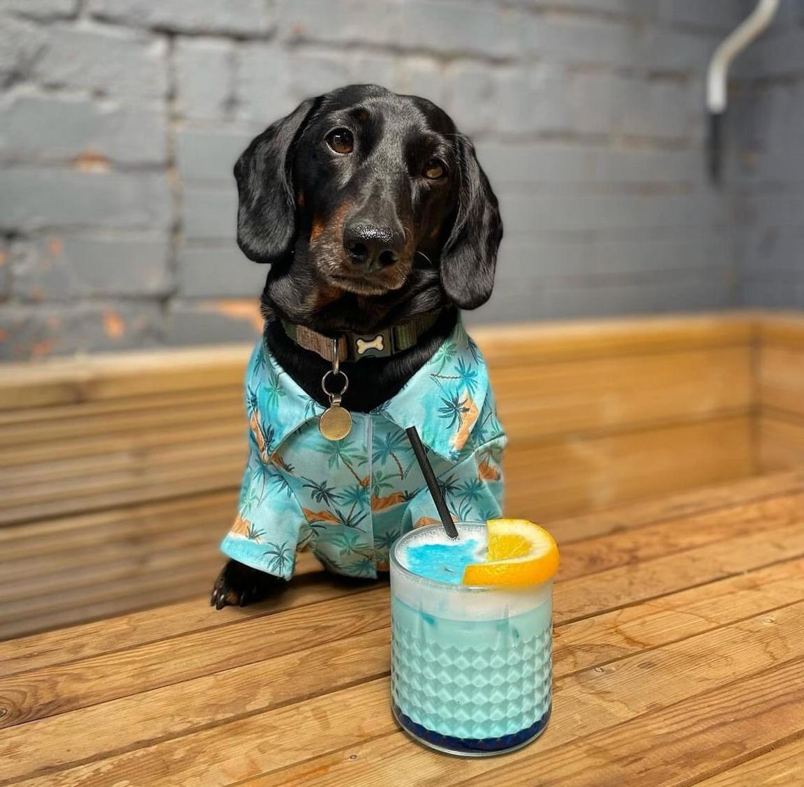 A dog in a snazzy shirt drinking a mocktail on the decking