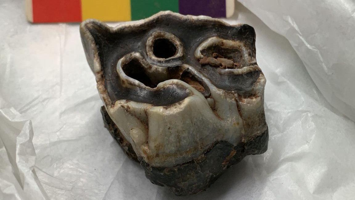 A molar from a woolly rhino, discovered during smaller digs at the cave.
