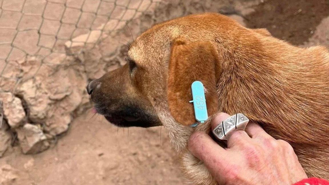 A side profile of a dog's head with a blue tag in its ear which has a number on it. A woman's hand can be seen next to the tag 