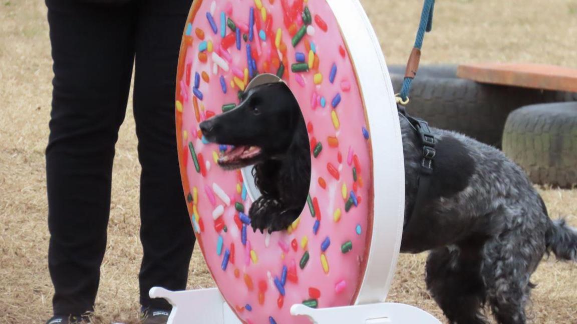 A black dog pokes its head through a pink doughnut hoop at the North Show. The doughnut has sprinkles on it.