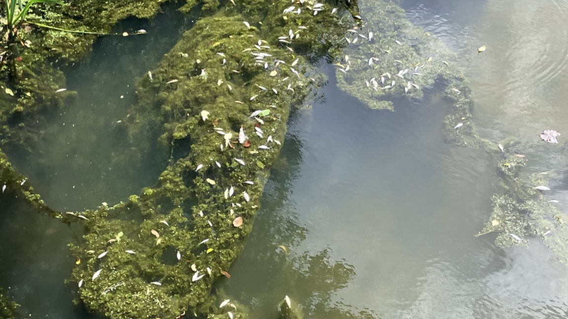 Dozens of small white fish lie dead on the surface of the canal, which has a green-ish tinge and green plant life