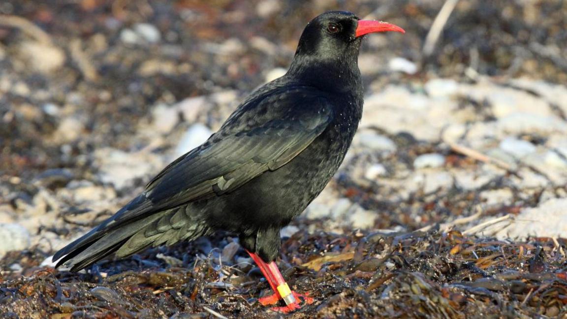 A chough with glossy black feathers and a bright red beak and feet standing on seaweed on a beach.