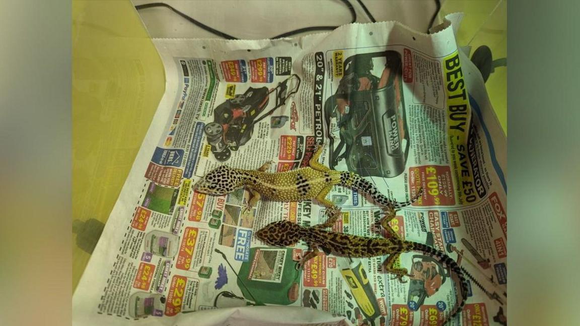 The two surviving geckos laid out on newspaper