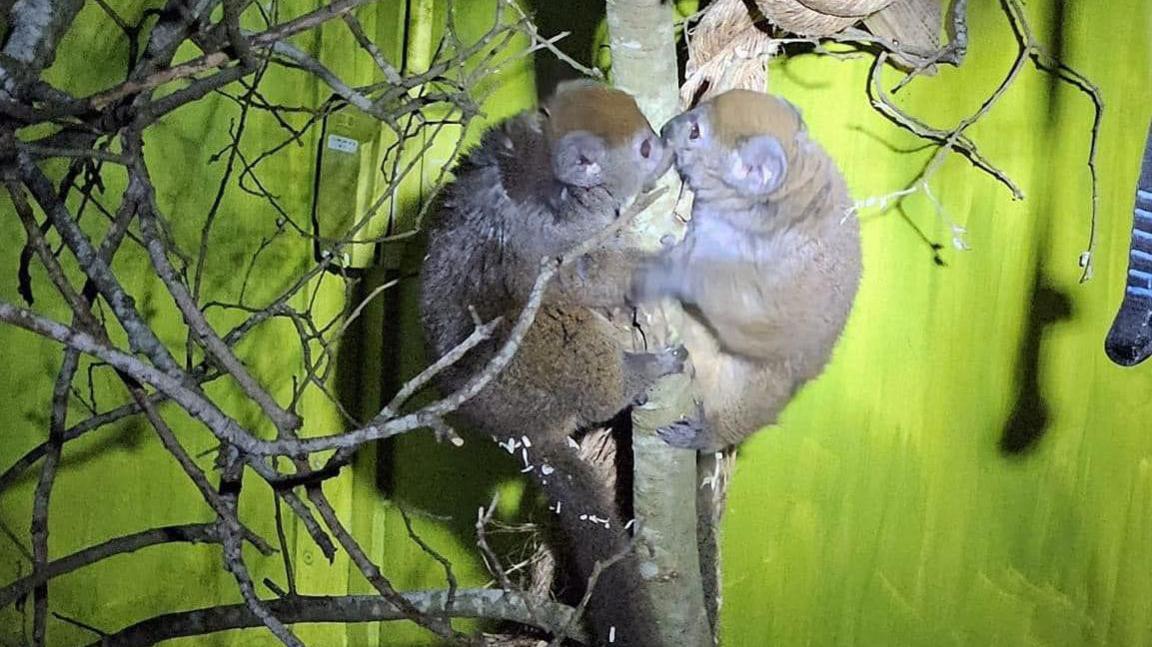 Gentle lemurs