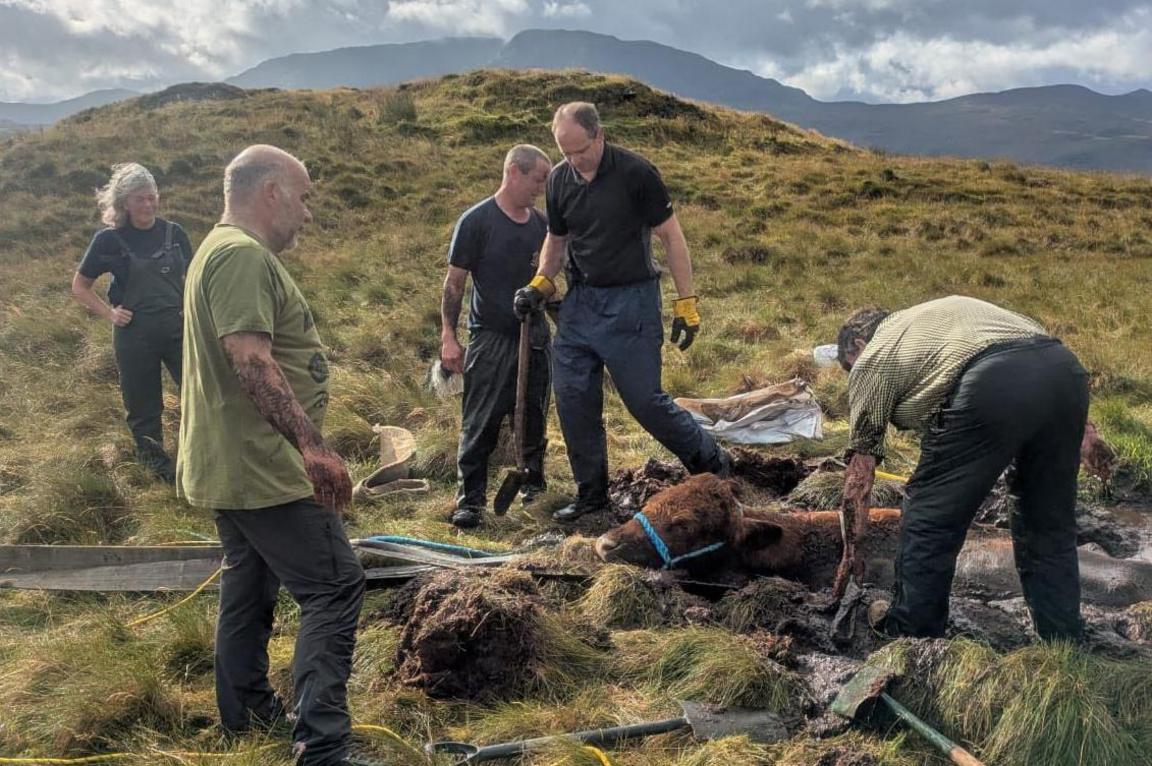 A woman and four men work to rescue the cow, which is still very much stuck in the mud. It has a blue halter around its head and there are shovels and other tools on the ground.