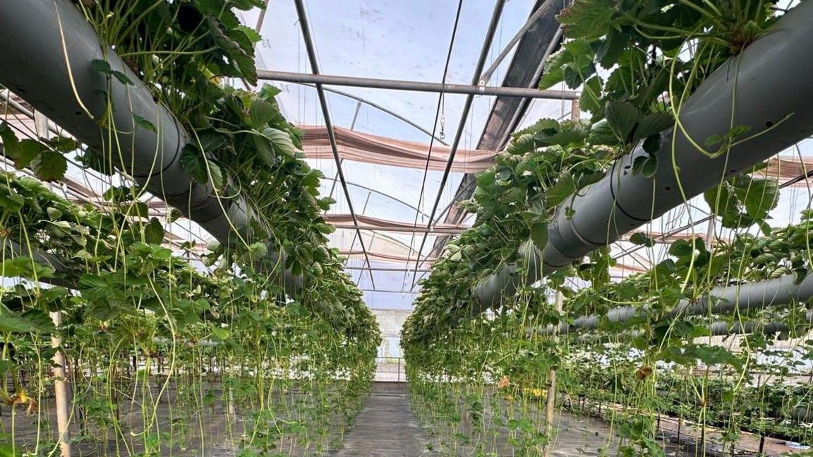Strawberry plants grow in grey plastic tubes raised off the ground. Runners dangle down from the main plants.