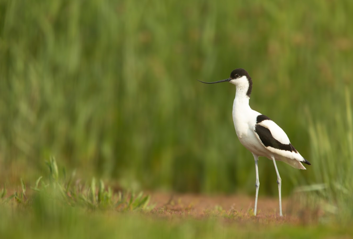 An avocet stands on a patch of grass. It is a white and black wading bird with a long curved black beak.