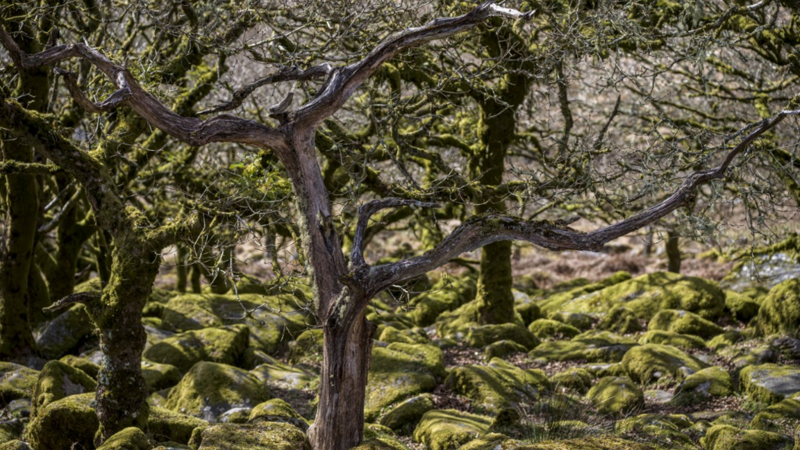 A number of trees with twisted branches and rocks with moss underneath.