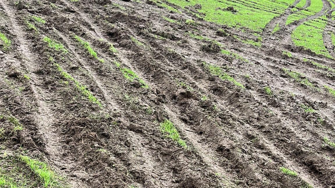 Deep muddy ditches in a green field