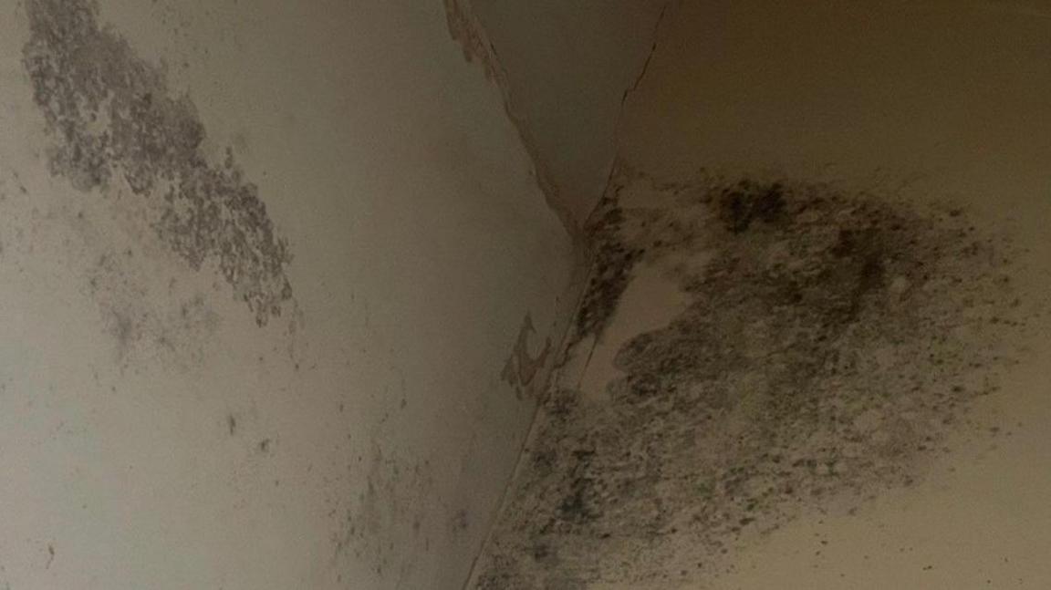 A close up of two house walls intersecting at a right angle. On the left and right walls, black, furry patches of mould are apparent. The patch on the right wall is larger than the one on the left.