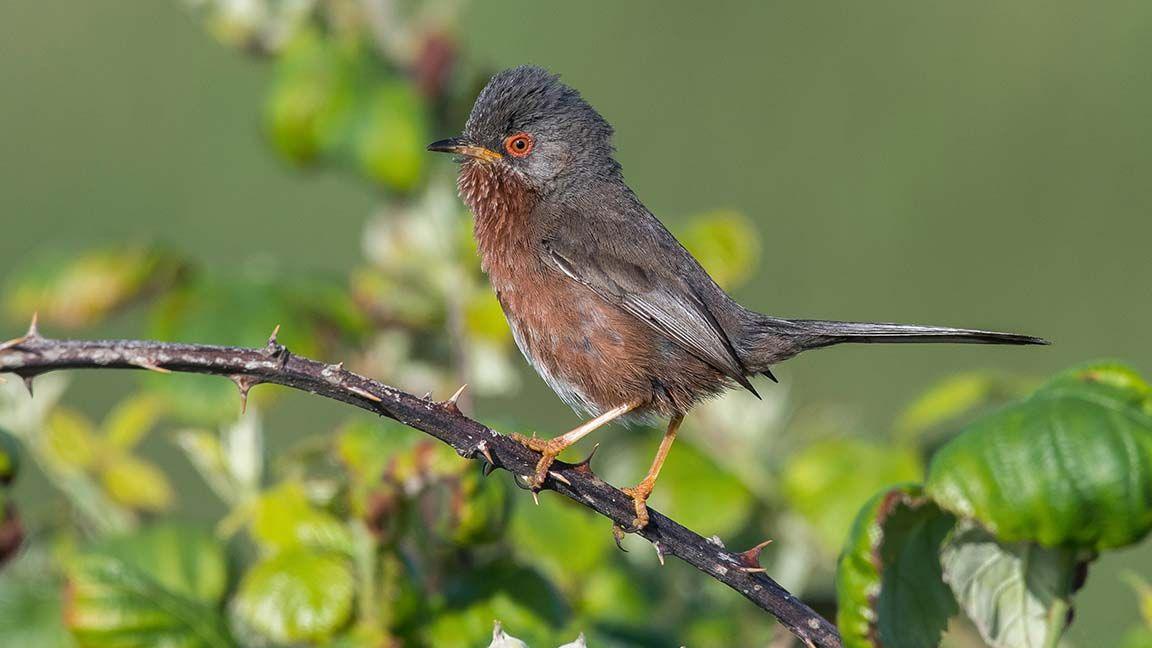Dartford warbler bird sat on branch