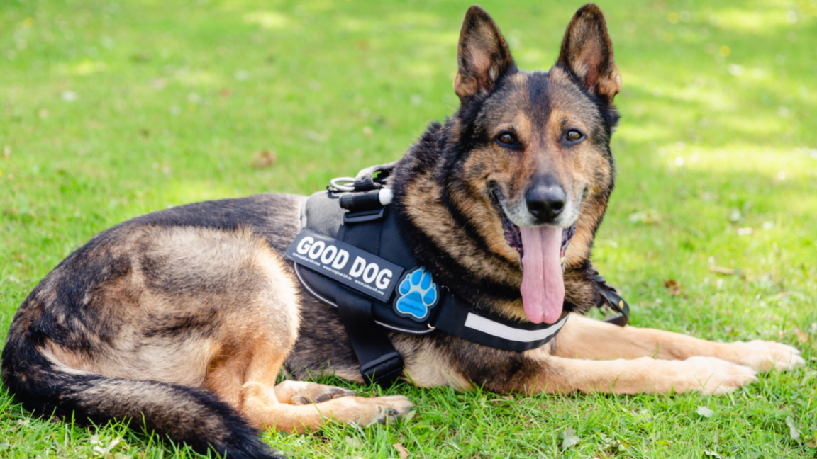 Finn the German shepherd police dog lies on some grass, with his long tongue hanging out, wearing a black harness with a label that says GOOD DOG.