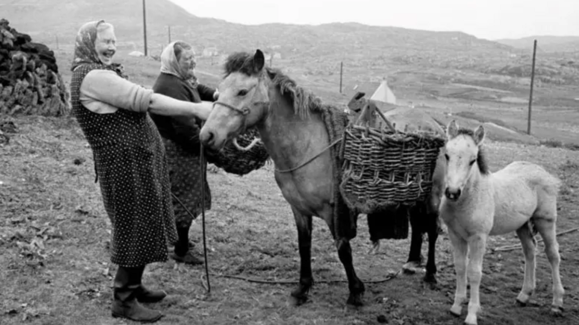 A black and white image of Eriskay ponies at work with crofters in 1955. Two women hold a pony with a basket on its side as a smaller horse stands beside it.